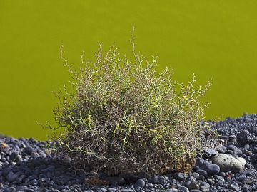 The green lake in El Golfo (Photo: Tobias Schorr)