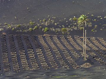 Feld bei La Geria (Photo: Tobias Schorr)