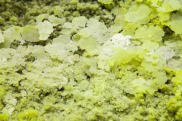 Yellow and green salt deposits at Dallol, Ethiopia (Photo: Tom Pfeiffer)