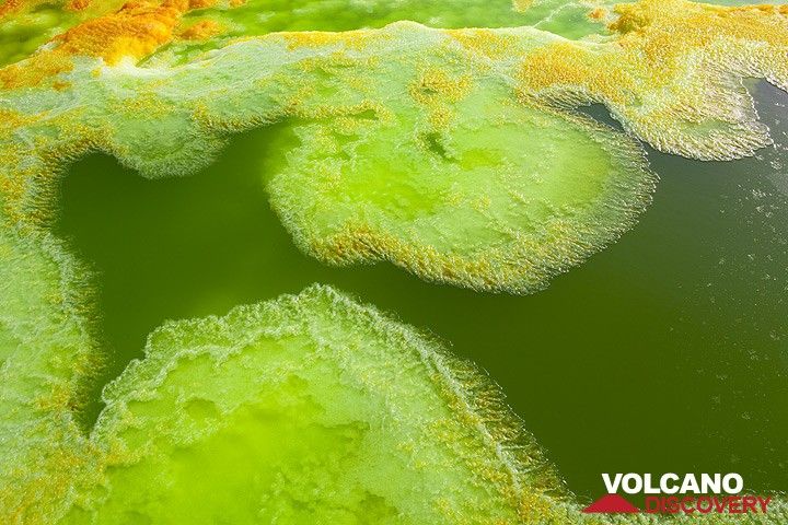 Bizarre green pond containing acid salt water at Dallol. (Photo: Tom Pfeiffer)