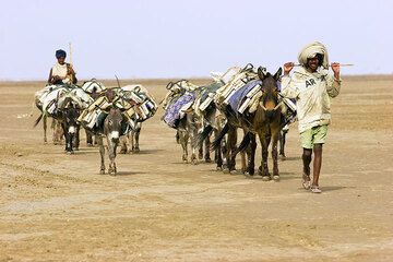 Lake Assale salt caravans and salt workers, Lake Assale (additional photos, Feb 08) (Photo: Tom Pfeiffer)