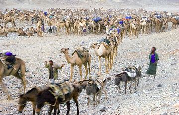 One by one, in defined order, the caravans leave towards the salt cutting area, about two hours march while it's still cool.  (Photo: Tom Pfeiffer)