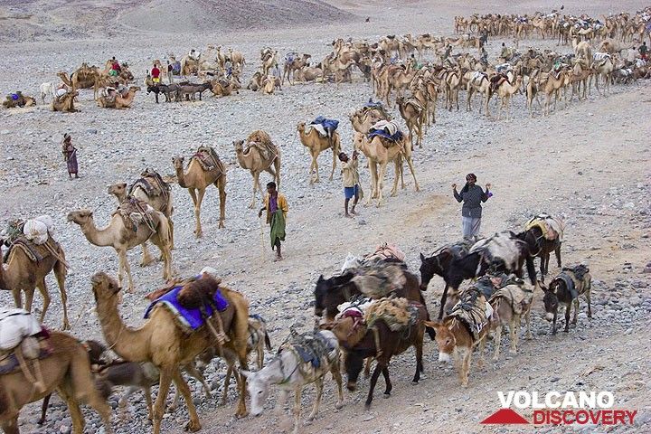 Camel caravans loaded with salt (Photo: Tom Pfeiffer)