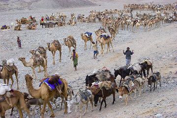 Caravanes de chameaux chargées de sel (Photo: Tom Pfeiffer)