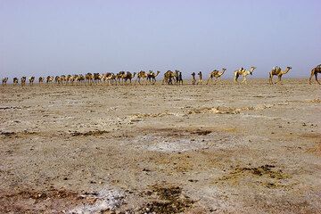 The march of the camels leads through one of the most hostile places on earth, the salt lake. (Photo: Tom Pfeiffer)