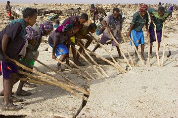 First step to produce salt from the lake: the dried salt crust is broken into larger and smaller slabs. (Photo: Tom Pfeiffer)