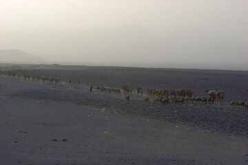 En interminable sucesión, caravanas cargadas de la preciosa sal parten en su arduo viaje hacia las lejanas tierras altas, apenas visibles en el polvo de la tarde. (Photo: Tom Pfeiffer)