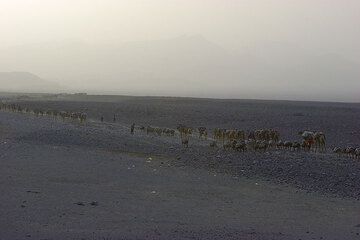 Tag für Tag ziehen die Karavanen mit ihrem wertvollen Salz beladen gen Mekele im Hochland, das im Abenddunst noch gerade zu erkennen ist.  (Photo: Tom Pfeiffer)