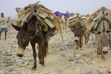 Comme la plupart des caravanes n'ont qu'à se rendre à Berahile, ce qui rend le trajet deux fois moins long, les ânes ont commencé à remplacer les chameaux. Un âne compte un demi-chameau, mais coûte beaucoup moins cher. (Photo: Tom Pfeiffer)