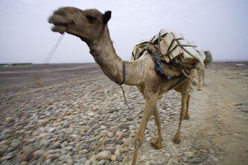 Beladenes Kamel auf dem Weg. (Photo: Tom Pfeiffer)