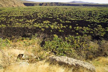 A fresh-looking lava flow occuies a depression alongside the road. (Photo: Tom Pfeiffer)