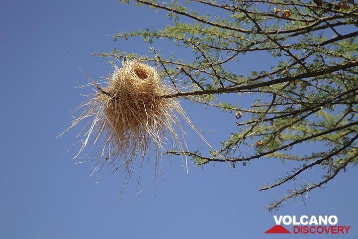 Beautifully crafted nests dangle from the outer branches of Acacia trees. (Photo: Tom Pfeiffer)
