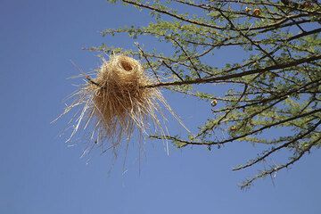Beautifully crafted nests dangle from the outer branches of Acacia trees. (Photo: Tom Pfeiffer)