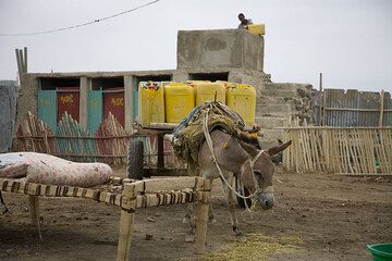 Life (and living conditions) is simple. Precious water from wells is transported by donkeys and filled into the showers of our (rather simple) last hotel on the way to Erta Ale. (Photo: Tom Pfeiffer)