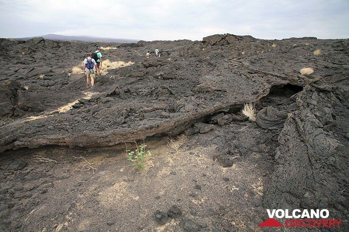 150 m a.s.l. We have left the sandy patches and are now in lava country. Most of the lava flows are pahoehoe type and there are many interesting features along the way. A small lava channel and tube is just right of the trail. (Photo: Tom Pfeiffer)