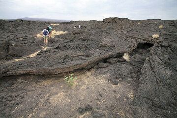 150 m a.s.l. We have left the sandy patches and are now in lava country. Most of the lava flows are pahoehoe type and there are many interesting features along the way. A small lava channel and tube is just right of the trail. (Photo: Tom Pfeiffer)