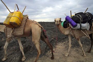 El camello que lleva mi mochila me mira... (Photo: Tom Pfeiffer)