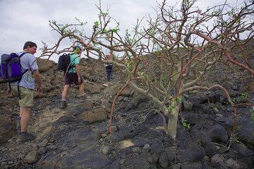 Ca. 500m a.s.l. We are neara the top. Vegetation has become rare,- not because of altitude, but because of the frequent lava flows. (Photo: Tom Pfeiffer)