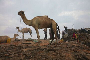 600m snm Hemos llegado al borde de la caldera; Los camellos han hecho un excelente trabajo. Damos un paseo para explorar el lago de lava. (Photo: Tom Pfeiffer)