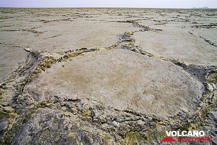 During the past, the Danakil has repeatedly been flooded by the Red Sea and each time, the water has evaporated, leaving a huge deposit of salt. In places, the salt is more than 5 km thick! The crust of the lake is broken into poligonal plates and salt is oozing out from the gaps.  (Photo: Tom Pfeiffer)
