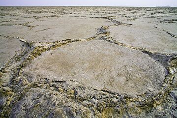 During the past, the Danakil has repeatedly been flooded by the Red Sea and each time, the water has evaporated, leaving a huge deposit of salt. In places, the salt is more than 5 km thick! The crust of the lake is broken into poligonal plates and salt is oozing out from the gaps.  (Photo: Tom Pfeiffer)