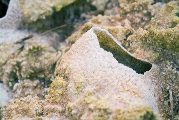 Close-up on of the "eggs", ca. 4cm in diameter. (Photo: Tom Pfeiffer)