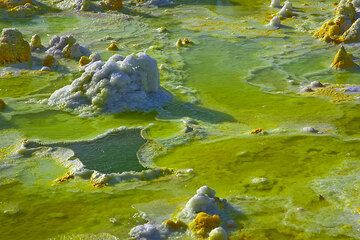 Green springs (Photo: Tom Pfeiffer)