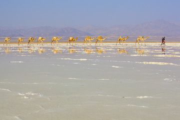 Camels walking to the salt mining area and are reflected on the wet surface of the salt lake Assale. (Photo: Tom Pfeiffer)