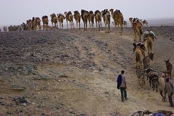 Camel caravans leaving from Ahmed Ela to the salt lake in the morning. (Photo: Tom Pfeiffer)