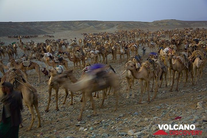 Camel caravans are leaving towards the salt lake one by one, in strict order. (Photo: Tom Pfeiffer)