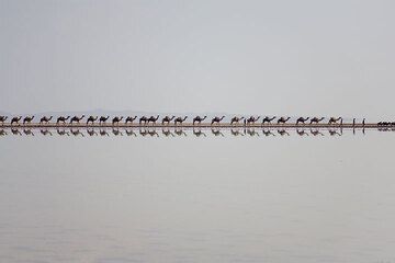 danakil_g9482.jpg (Photo: Tom Pfeiffer)