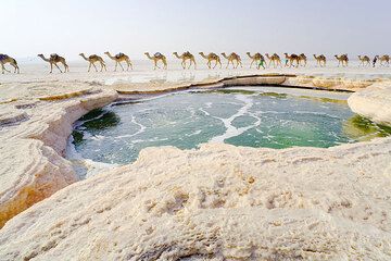 Un manantial de agua caliente forma un estanque de agua verde burbujeante en medio del plano salado, el lago Assale, el desierto de Danakil, Etiopía. Una caravana de camellos pasa de camino a las salinas. (Photo: Tom Pfeiffer)