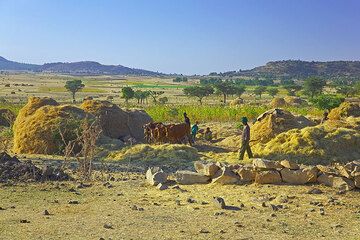 Dreschen vn Getreide - Landwirtschaft ist die Wirtschaft Äthiopiens (Photo: Tom Pfeiffer)