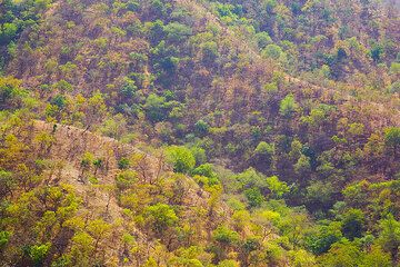 Forested slopes (Photo: Tom Pfeiffer)