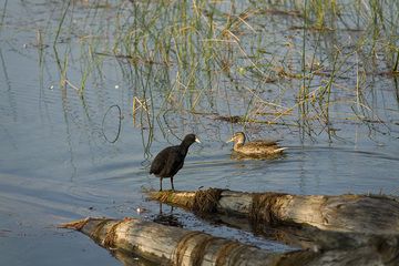 Birds at the Laacher See lake (Photo: Tobias Schorr)