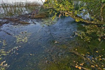 Mofetten (kalte, vulkanische Gasaustritte) am Ufer des Laacher See Vulkans. (Photo: Tobias Schorr)