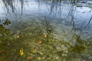 Mofetten (kalte, vulkanische Gasaustritte) am Ufer des Laacher See Vulkans. (Photo: Tobias Schorr)