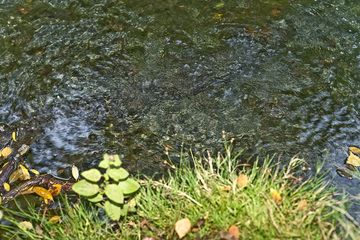 Mofetten (kalte, vulkanische Gasaustritte) am Ufer des Laacher See Vulkans. (Photo: Tobias Schorr)