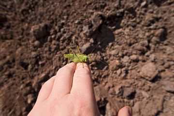 A grasshopper in front of the lava layers in the Eppelsberg volcano (Photo: Tobias Schorr)