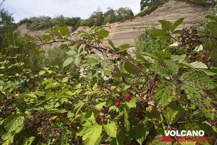 Blackberries in the quarry near the Laacher Lake (Photo: Tobias Schorr)