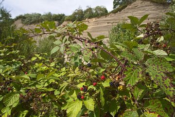 Blackberries in the quarry near the Laacher Lake (Photo: Tobias Schorr)