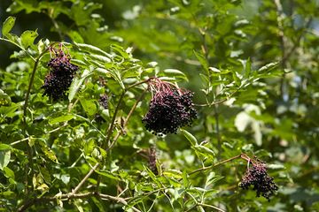 Elderberries from the Laacher lake region (Photo: Tobias Schorr)