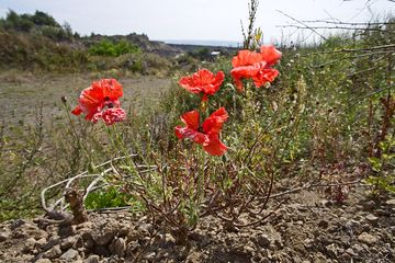 Papaver at a quarry at the Laacher Lake region (Photo: Tobias Schorr)