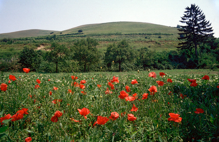 Photo of the Day: The volcano complex Kaiserstuhl is situated in the south west of Germany near the city of Freiburg. It is one of the mos