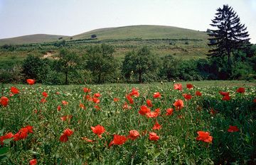 Kaiserstuhl-Vulkan (Photo: Tobias Schorr)