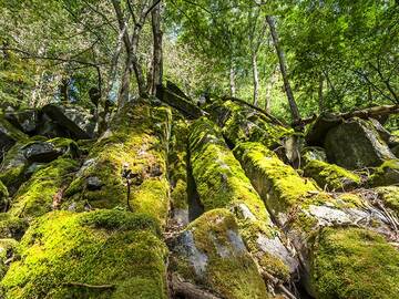 Die ehemalige Füllung eines Basaltschlots, der Basaltsäulen bildete. Weiselberg/Deutschland. (Photo: Tobias Schorr)