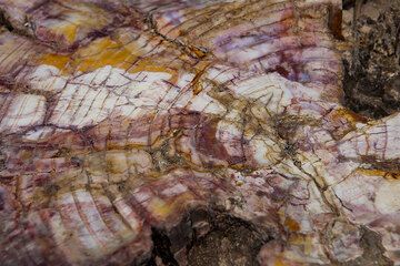 Detail of fossilized wood on Lesbos' petrified forest (Photo: Tom Pfeiffer)