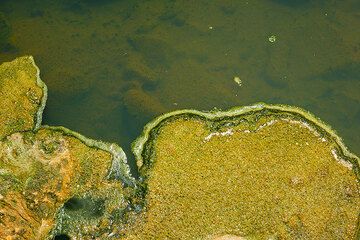 Green and yellow algea at hot springs of Polichnitos, Lesbos Island (Greece) (Photo: Tom Pfeiffer)