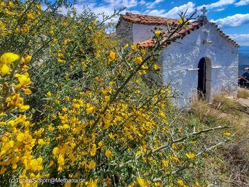 Blossoming gorse in front of the chapel of Agios Joannis. (Photo: Tobias Schorr)