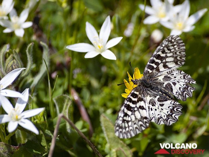Ornithogalum und ein seltener Schmetterling auf der Varkesa-Hochebene auf Methana. (Photo: Tobias Schorr)